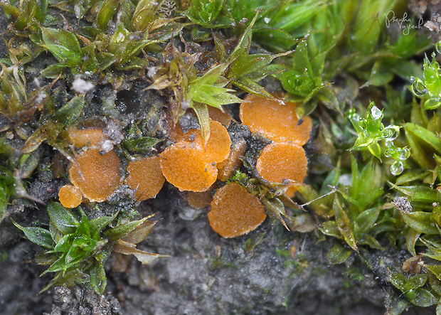 kvapka Octospora gyalectoides Svrček et Kubička