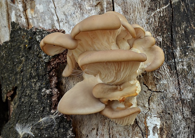 hliva buková Pleurotus pulmonarius (Fr.) Quél.