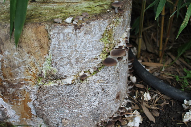 hliva buková Pleurotus pulmonarius (Fr.) Quél.