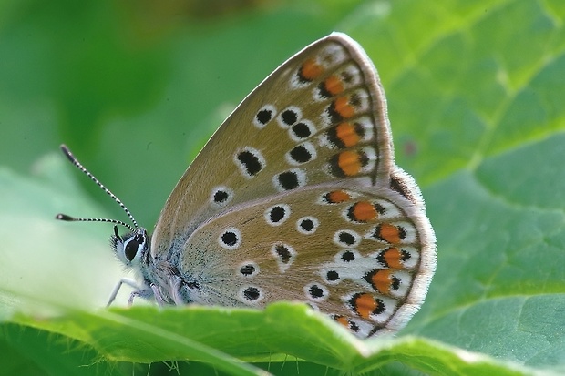 modráčik obyčajný Polyommatus icarus