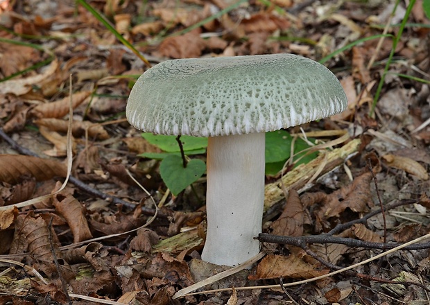 plávka zelenkastá Russula virescens (Schaeff.) Fr.