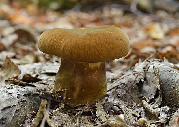 čechračka tmavohlúbiková Tapinella atrotomentosa (Batsch) Šutara