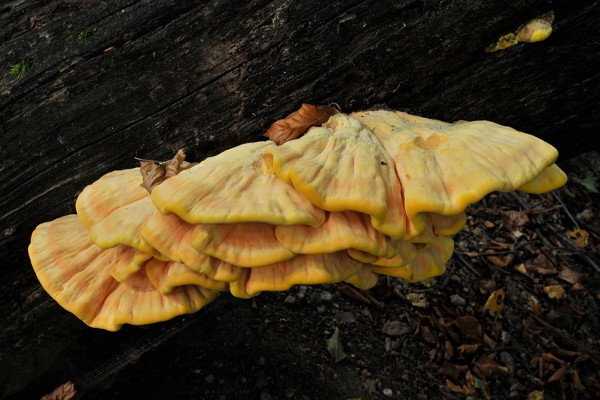 sírovec obyčajný Laetiporus sulphureus (Bull.) Murrill