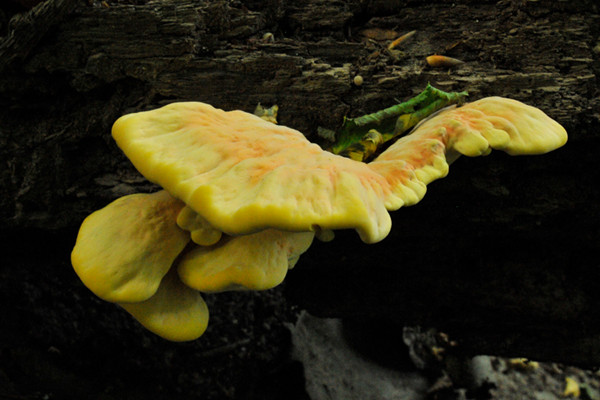 sírovec obyčajný Laetiporus sulphureus (Bull.) Murrill