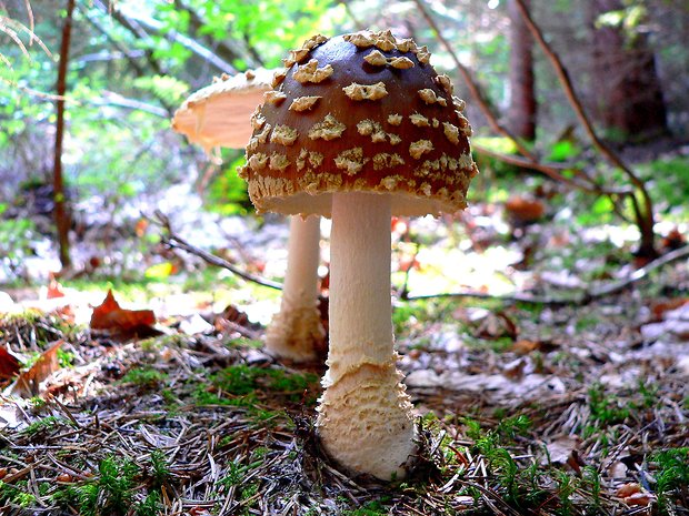 muchotrávka kráľovská Amanita regalis (Fr.) Michael