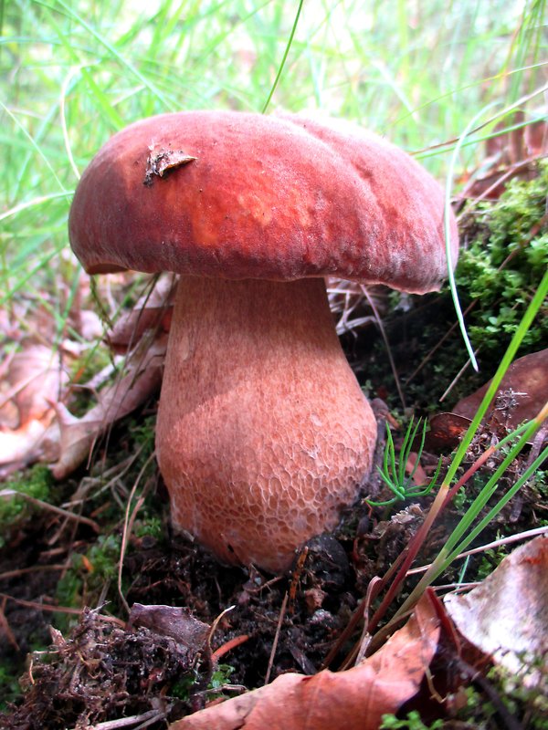 hríb dubový Boletus reticulatus Schaeff.