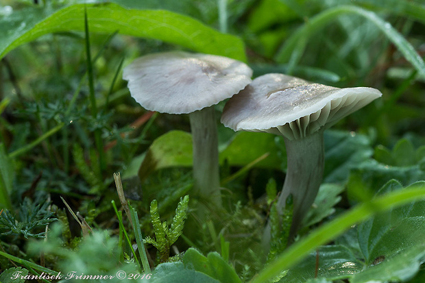 lúčnica žltkastohlúbiková Cuphophyllus flavipes  (Britzelm.) Bon