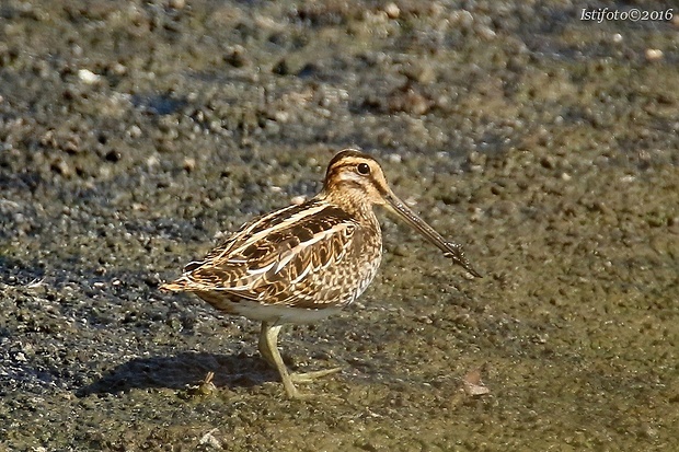 močiarnica mekotavá Gallinago gallinago