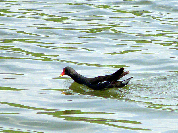 sliepočka vodná Gallinula chloropus