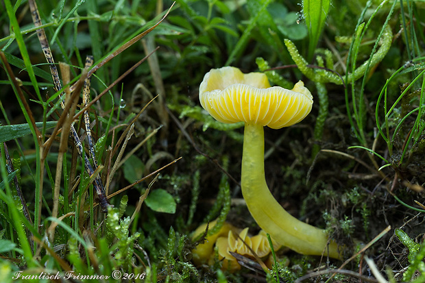 lúčnica Hygrocybe sp.