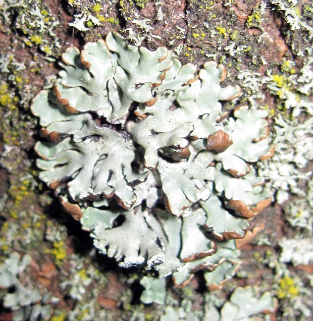 diskovka bublinatá Hypogymnia physodes (L.) Nyl.