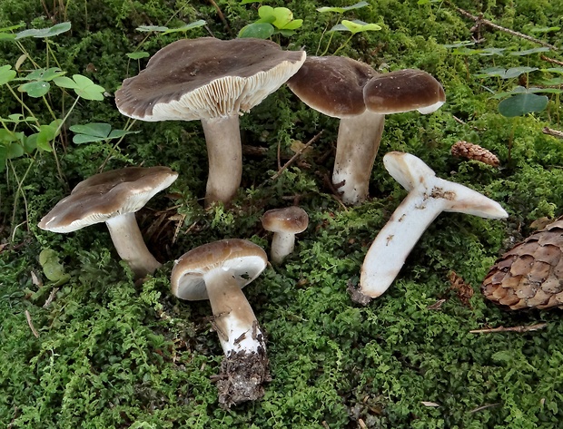 rýdzik sadzový Lactarius picinus Fr.