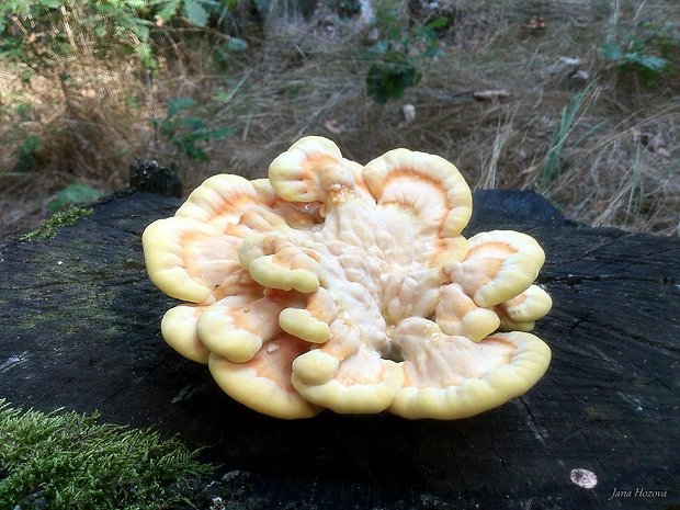 sírovec obyčajný Laetiporus sulphureus (Bull.) Murrill