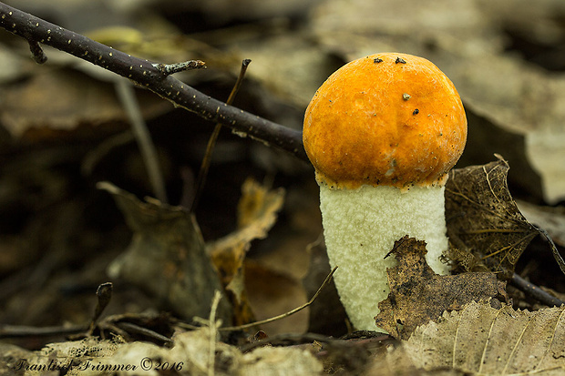 kozák osikový Leccinum albostipitatum den Bakker & Noordel.