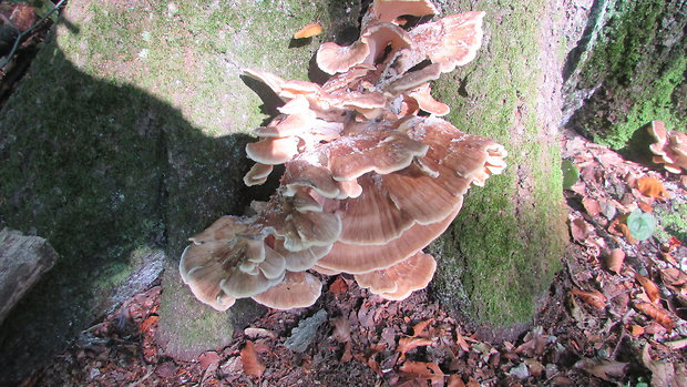 vejárovec obrovský Meripilus giganteus (Pers.) P. Karst.