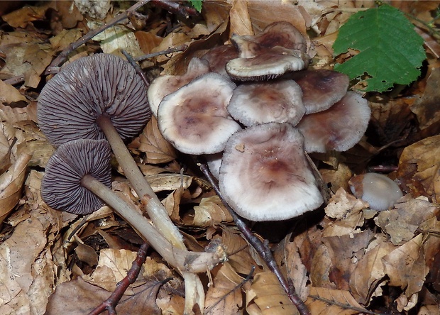 prilbička zúbkovaná Mycena pelianthina (Fr.) Quél.