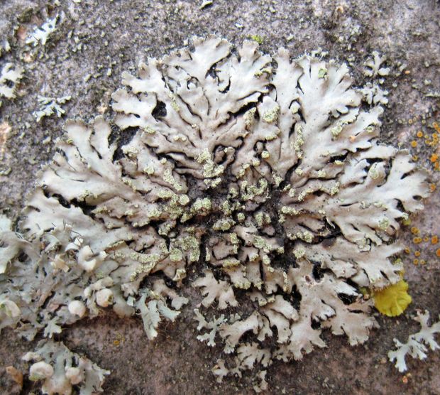 fyscia okrúhla Phaeophyscia orbicularis (Neck.) Moberg