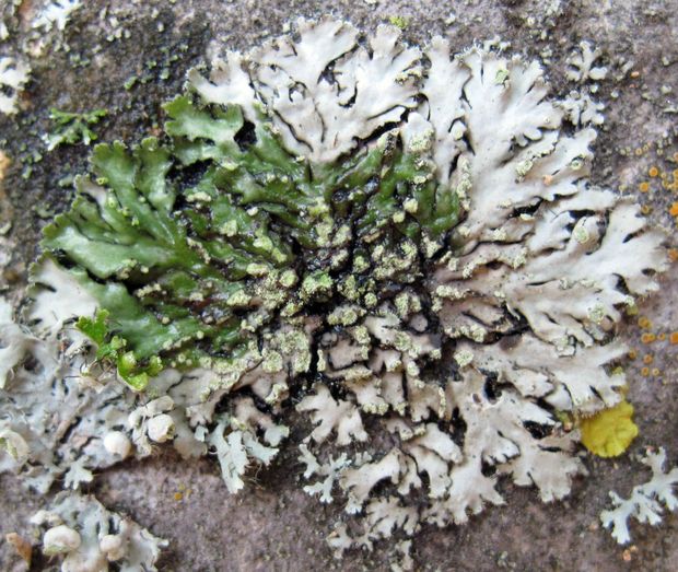 fyscia okrúhla Phaeophyscia orbicularis (Neck.) Moberg