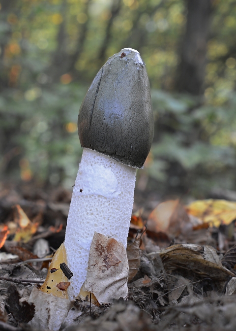 hadovka smradľavá Phallus impudicus L.