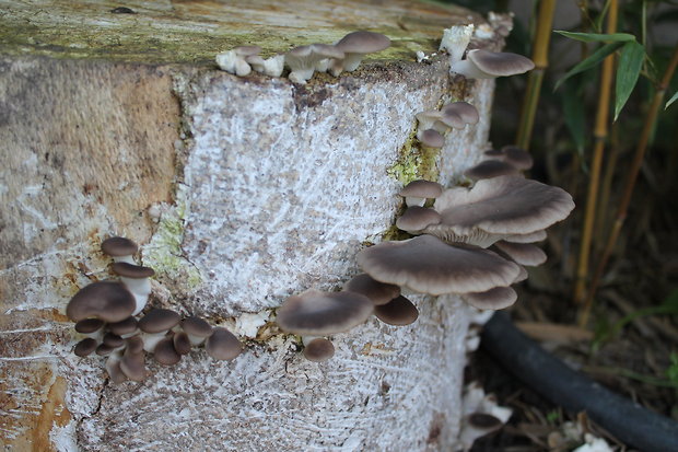 hliva buková Pleurotus pulmonarius (Fr.) Quél.