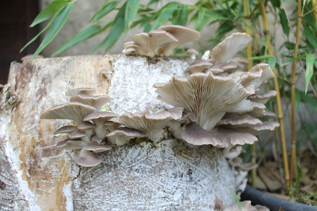 hliva buková Pleurotus pulmonarius (Fr.) Quél.