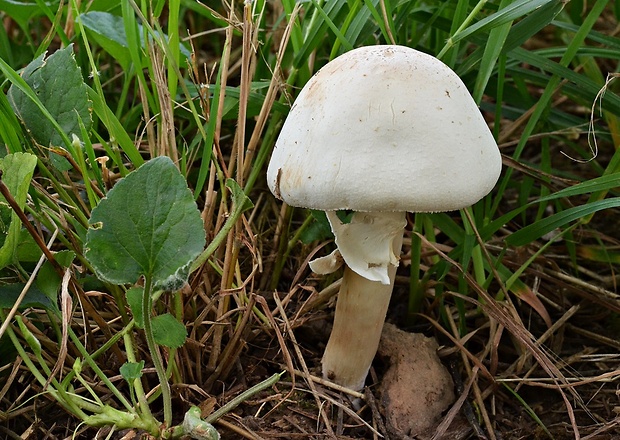 pečiarka ovčia Agaricus arvensis Schaeff.