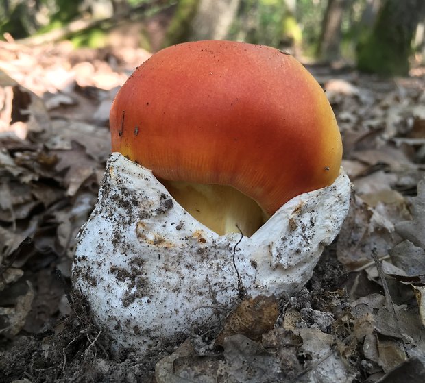 muchotrávka cisárska Amanita caesarea (Scop.) Pers.