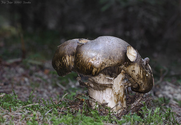 náramkovka cisárska Catathelasma imperiale (P. Karst.) Singer