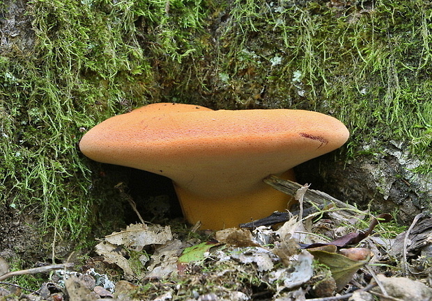 pečeňovec dubový Fistulina hepatica (Schaeff.) With.