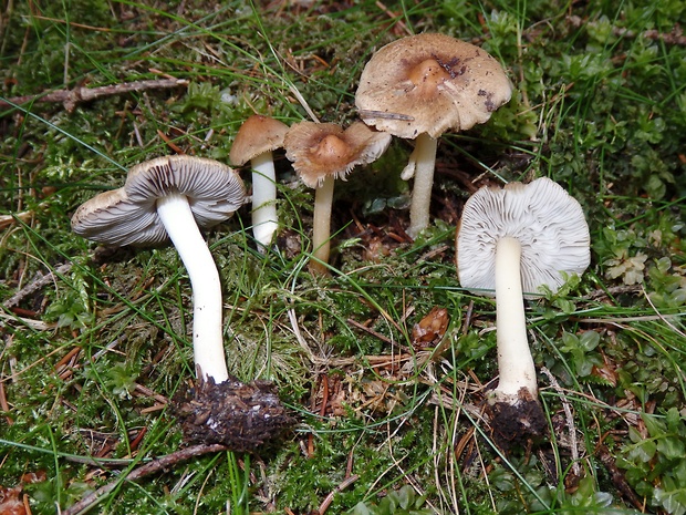 vláknica obrúbená Inocybe mixtilis (Britzelm.) Sacc.