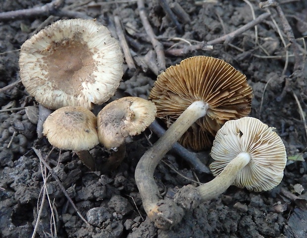 vláknica tmavohlúbiková Inocybe tenebrosa Quél.