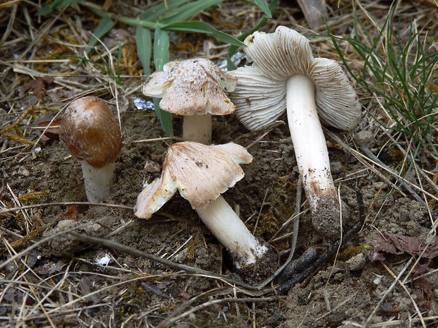 vláknica škvrnitá Inosperma maculatum (Boud.) Matheny & Esteve-Rav.