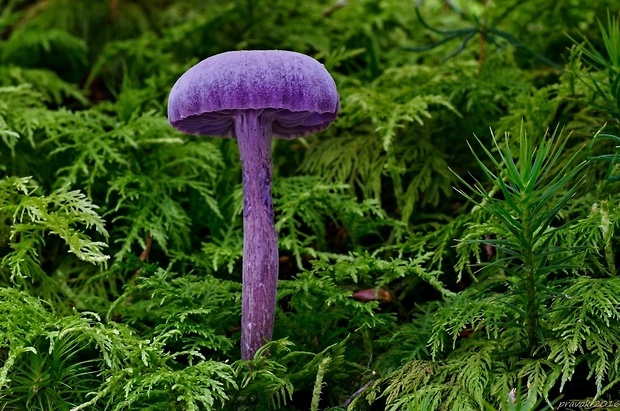 lakovka ametystová Laccaria amethystina (Huds.) Cooke