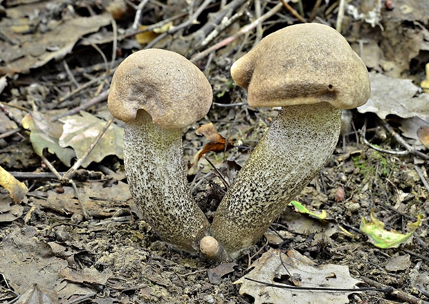 kozák topoľový Leccinum duriusculum (Schulzer ex Kalchbr.) Singer