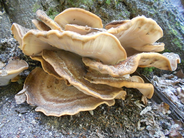 vejárovec obrovský Meripilus giganteus (Pers.) P. Karst.