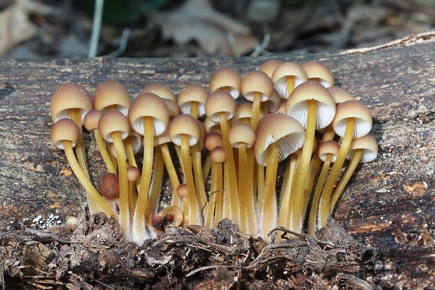 prilbička žltohlúbiková Mycena renati Quél.