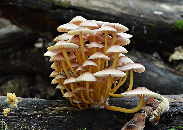 prilbička žltohlúbiková Mycena renati Quél.