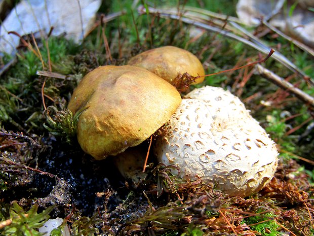 suchohríb cudzopasný Pseudoboletus parasiticus (Bull.) Šutara