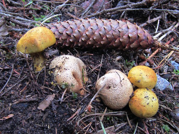 suchohríb cudzopasný Pseudoboletus parasiticus (Bull.) Šutara