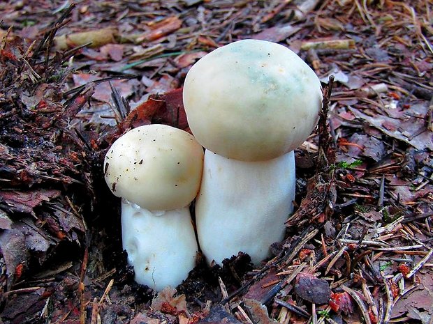 plávka zelenkastá Russula virescens (Schaeff.) Fr.