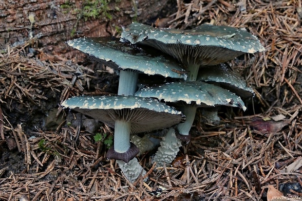 golierovka zelenkastá Stropharia aeruginosa (Curtis) Quél.