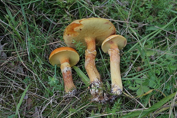 masliak smrekovcový Suillus grevillei (Klotzsch) Singer