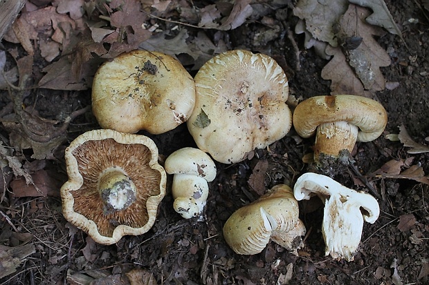 čírovka horká? Tricholoma acerbum? (Bull.) Vent.