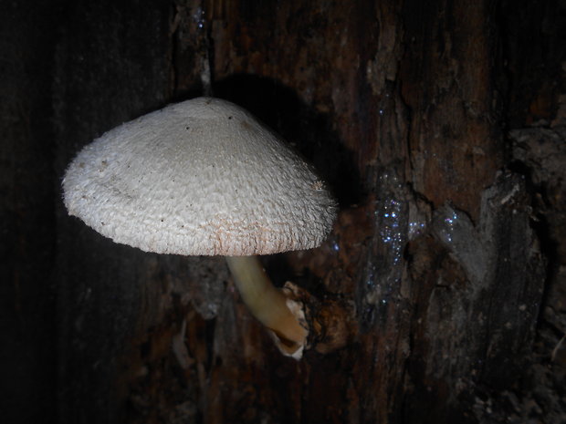 pošvovec stromový Volvariella bombycina (Schaeff.) Singer