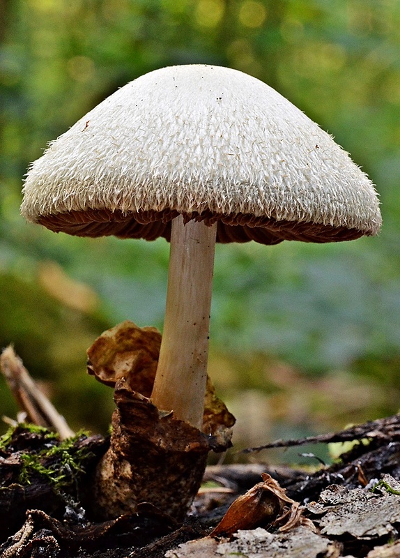 pošvovec stromový Volvariella bombycina (Schaeff.) Singer