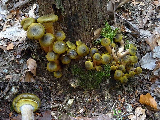 podpňovka obyčajná Armillaria mellea (Vahl) P. Kumm.