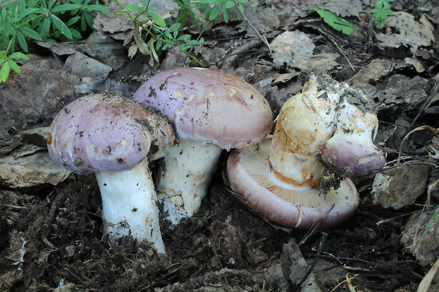 pavučinovec Cortinarius sp.