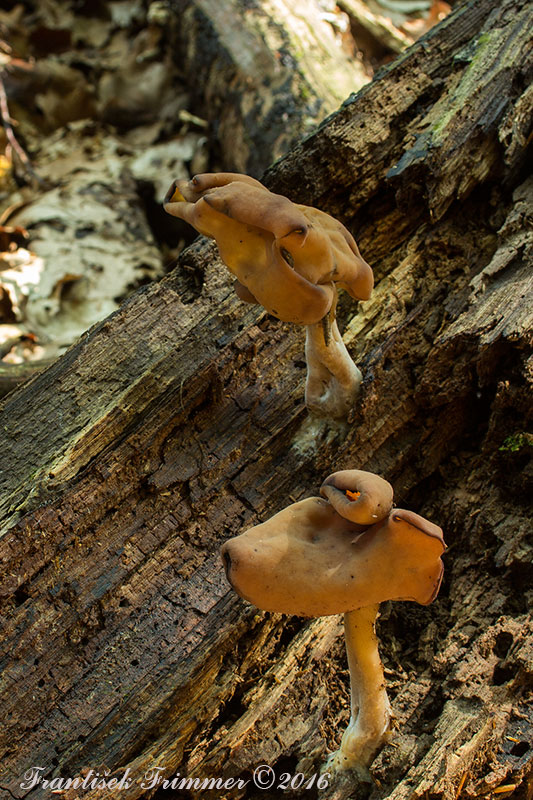 ušiak mitrovitý Gyromitra infula (Schaeff.) Quél.