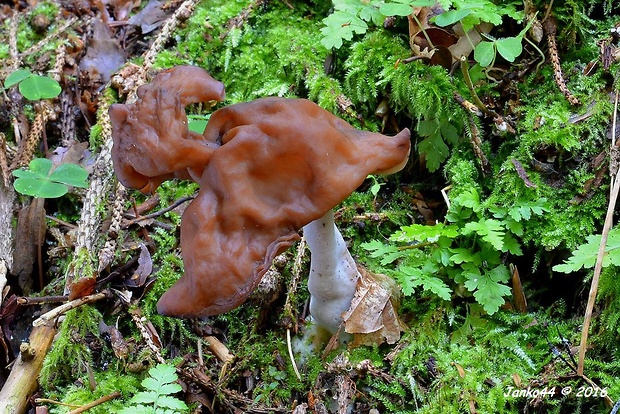 ušiak mitrovitý Gyromitra infula (Schaeff.) Quél.