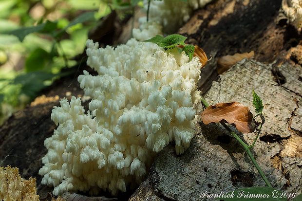 koralovec bukový Hericium coralloides (Scop.) Pers.